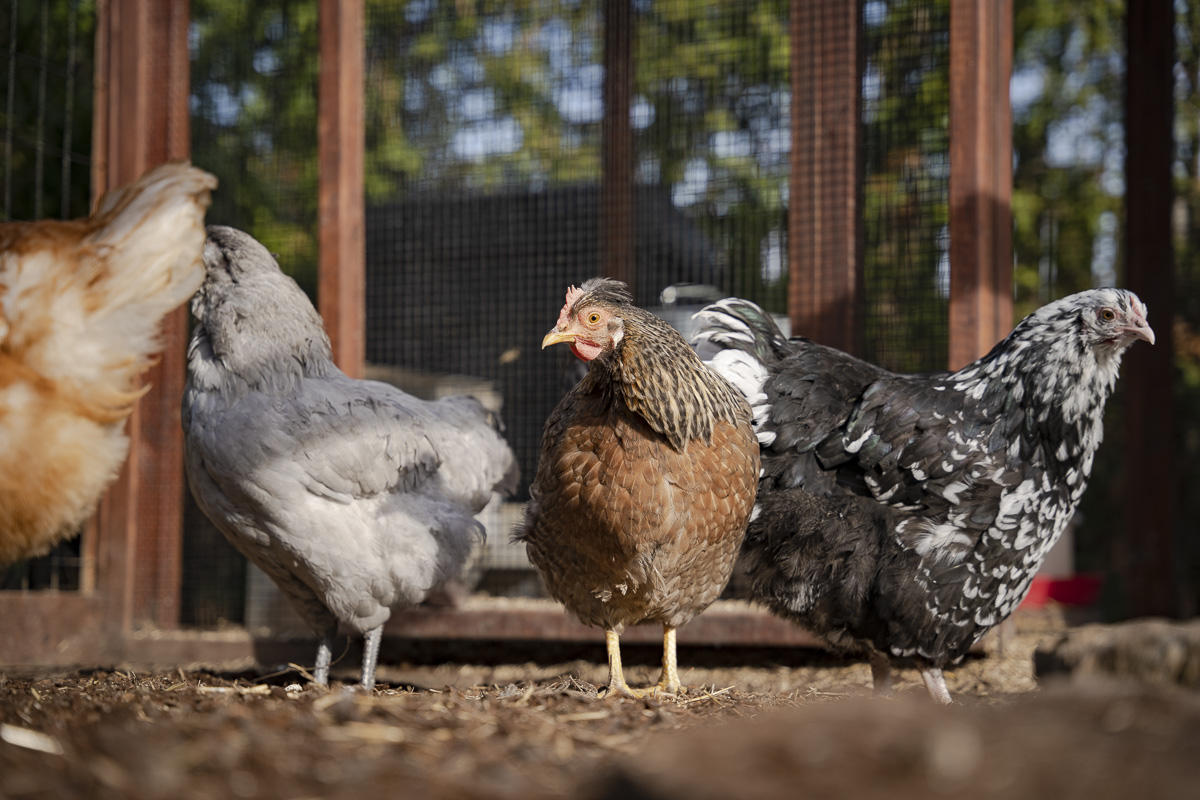 Toronto UrbanHensTO Pilot Program - Backyard Chickens - Chickens