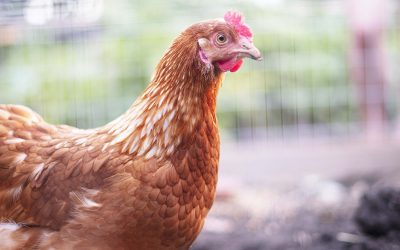 Backyard Chickens for Beginners – Read This Before You Start!