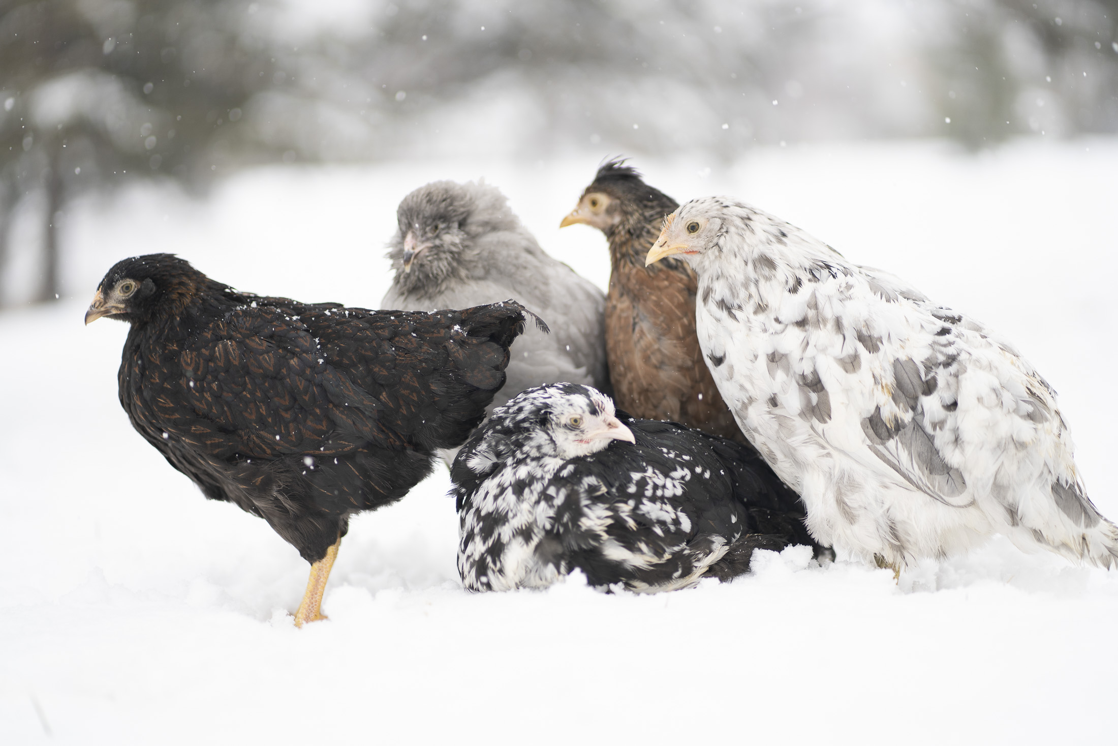 How To Keep Chickens Warm in Winter - Chickens In The Six