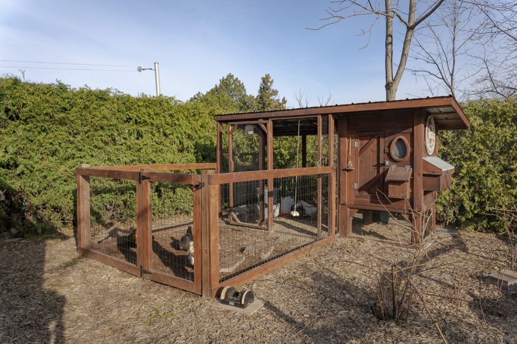  Backyard Chicken Coops for Beginners - Chickens In The Six