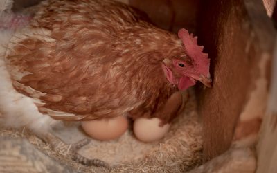 Best Chickens for Egg Production