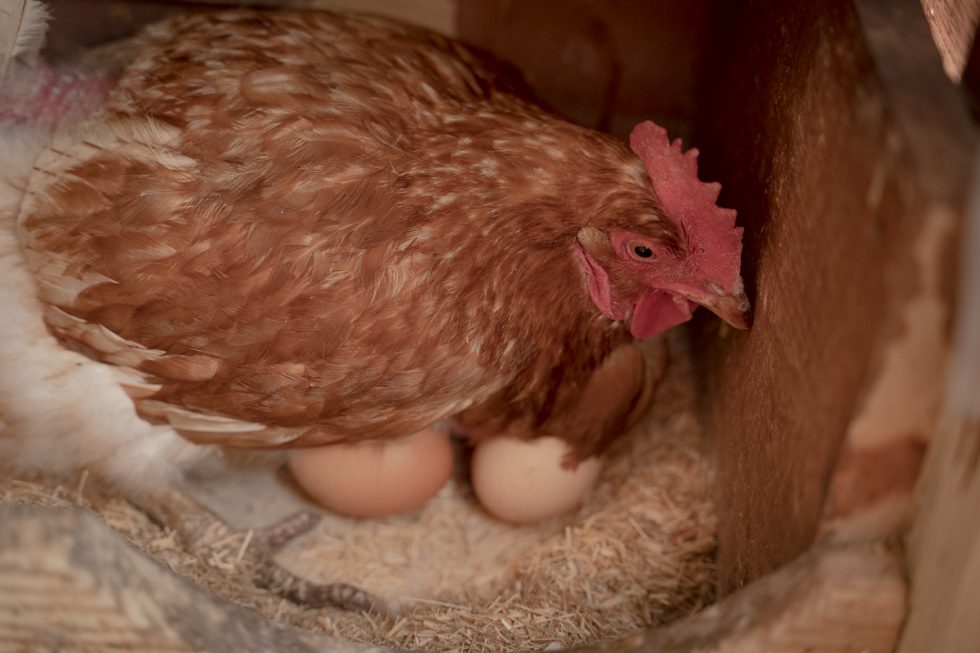 best egg production chicken breeds